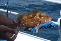 Epinephelus morio