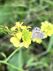 Theclinesthes serpentata serpentata