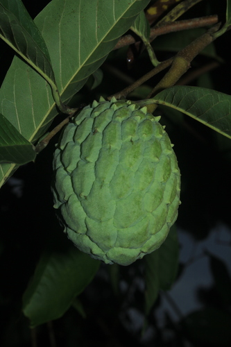 Annona mucosa