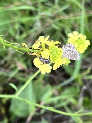 Theclinesthes serpentata serpentata