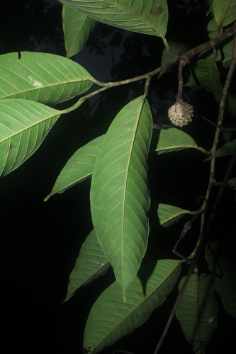 Annona mucosa