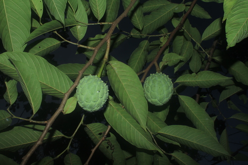 Annona mucosa