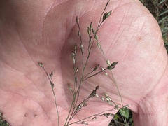 Panicum queenslandicum