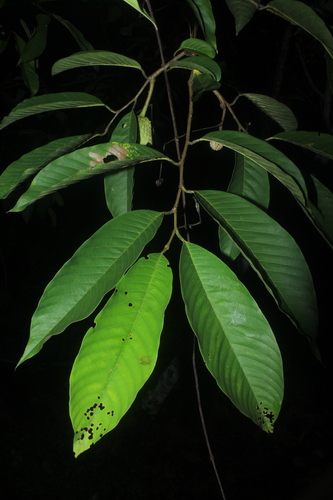 Annona mucosa