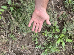 Panicum queenslandicum