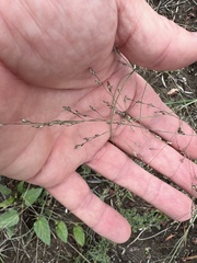 Panicum queenslandicum