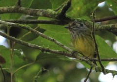 Myiornis auricularis