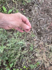 Panicum queenslandicum