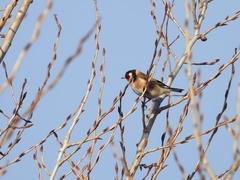 Carduelis carduelis
