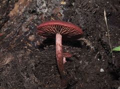 Tubaria rufofulva