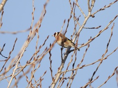 Carduelis carduelis