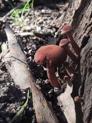 Tubaria rufofulva