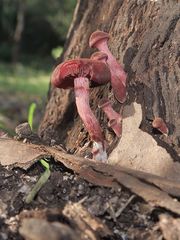 Tubaria rufofulva