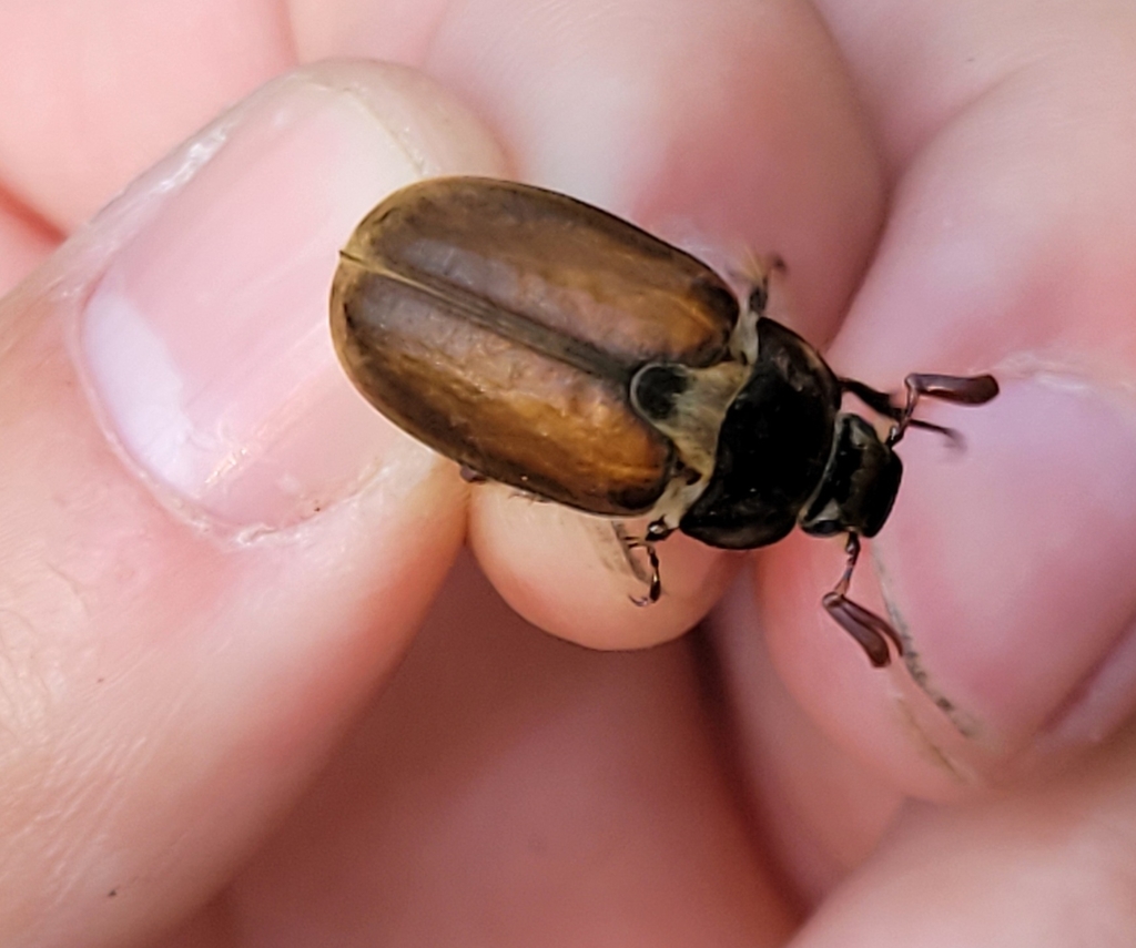 Eglin Uplands Scarab Beetle