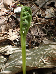 Botrychium ascendens