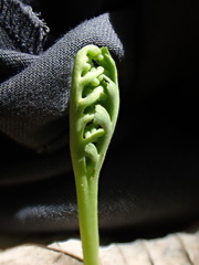 Botrychium ascendens