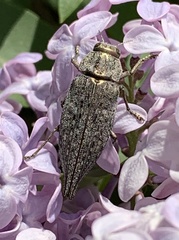 Dicerca tenebrica