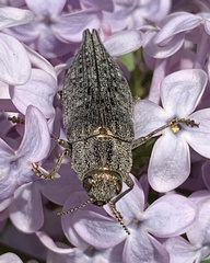 Dicerca tenebrica