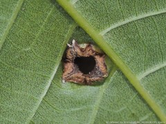 Phylloxera caryaeglobuli