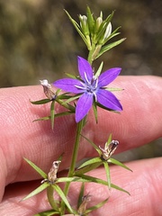 Triodanis leptocarpa