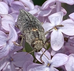 Dicerca tenebrica