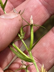 Triodanis leptocarpa