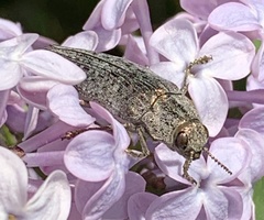 Dicerca tenebrica