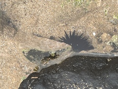 Echinometra oblonga