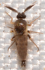 Forcipomyia glauca