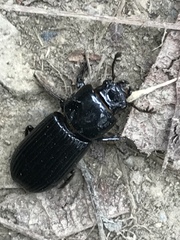 Odontotaenius