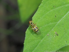 Oxycera variegata