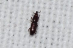 Allopentarthrum elumbe