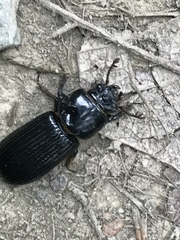 Odontotaenius