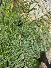 Erythrostemon gilliesii