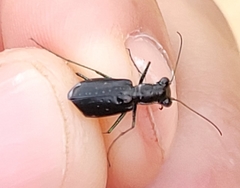 Cicindela abdominalis