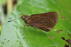 Anthoptini