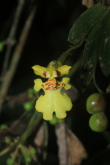Erycina pusilla