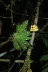 Erycina pusilla