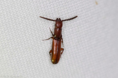 Taphroscelidia linearis