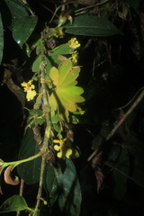 Erycina pusilla