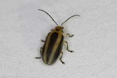 Derospidea brevicollis