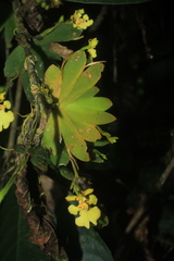 Erycina pusilla