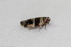 Catonia texana