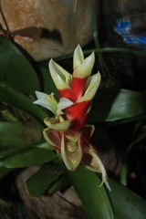 Tillandsia heliconioides