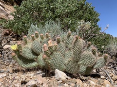 Opuntia diploursina