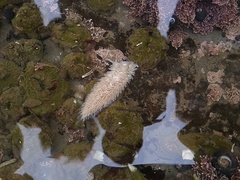 Aeolidia