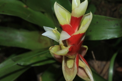 Tillandsia heliconioides