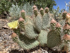 Opuntia diploursina