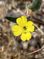 Camissoniopsis ignota