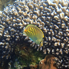 Chaetodon pelewensis